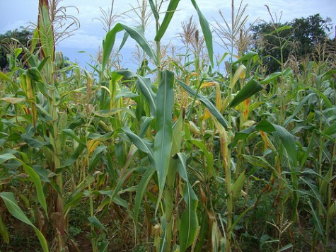 Maize - the staple diet for Zambians
