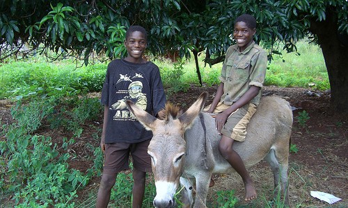 Presents for Mukuni: Donate a donkey