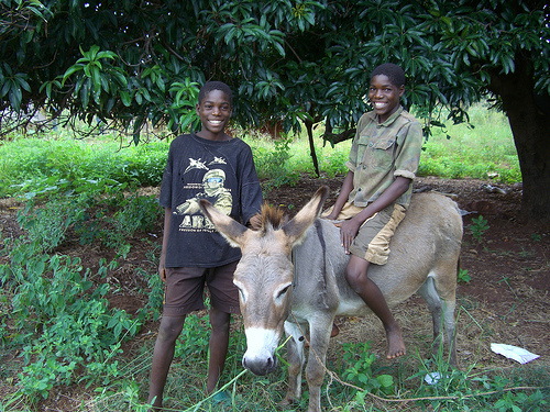 Presents for Mukuni: Donate a donkey