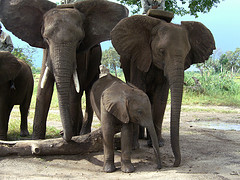 Zambezi elephant trails